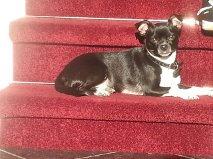 #nou Sinds gisteren vermist: chihuahua Diesel van de familie Ruizendaal. Weet je waar het hondje is: 06-23905790.