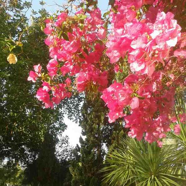 mahegute tweet picture