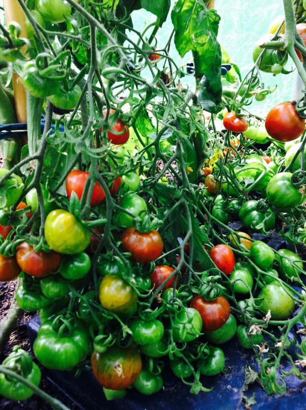 FirstTunnels's tweet photo. You say "tomato" I say "tomato"... #Polytunnel #tomatoes http://t.co/51GjP3L6L0