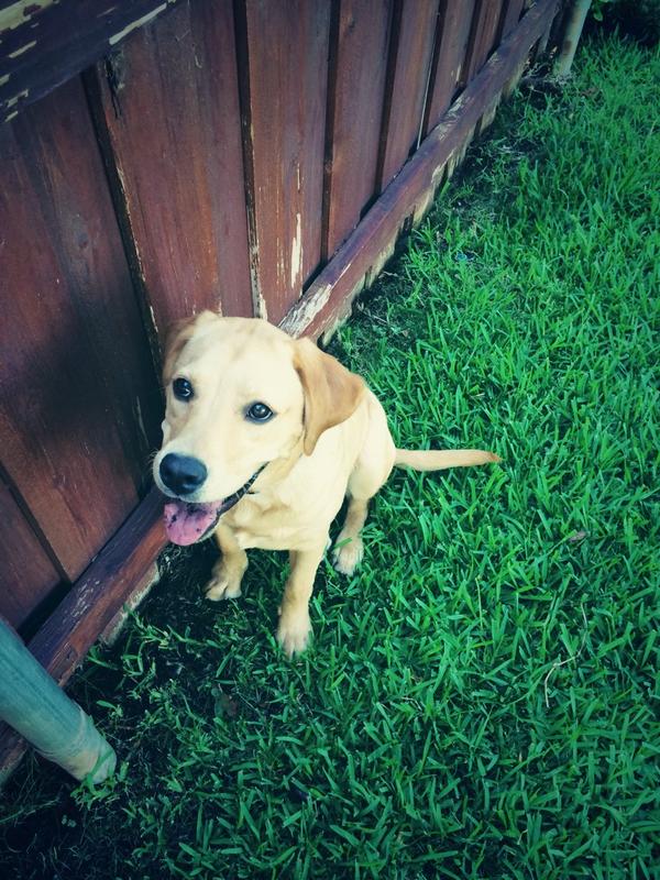 LexiBader's tweet photo. Finally get too see this little devil today😍 http://t.co/abaYCwg3z7