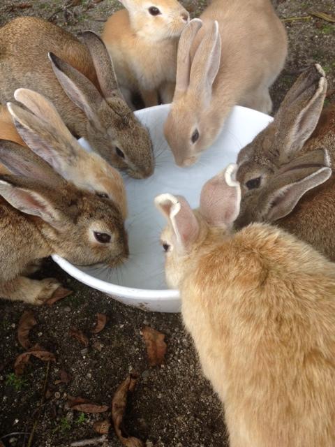 ママン ペットのうさぎも 野生のうさぎもお水を飲みます 大久野島のうさぎ達は 喉が渇いてたのか タライいっぱいのお水がすぐに空っぽ 乾燥フード食べてるうさぎは水を欲しがります うさぎは水を飲まないなんてウソですよ Http T Co