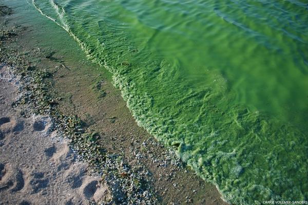 nature_org's tweet photo. Photo of algae ripples in #LakeErie from our field staff. #toledowater http://t.co/jZSzt5Hoop