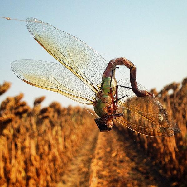 Sunflower fields are home to giant spiders where dragonfly is on the menu! #wildag <a href="/sara_kross/">Sara Kross</a>