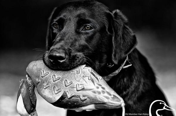 DucksUnlimited's tweet photo. Waterfowl seasons are so close! Are you ready? #hunting #duckhunting #waterfowl #retrievers http://t.co/zks2GIKd75