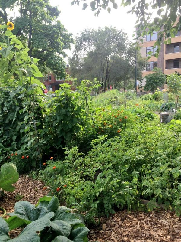 NYCCGC's tweet photo. "Never underestimate the value of a shade tree, picnic table, and grill." 65th and Woodlawn Community Garden #ACGA14 http://t.co/Q9UIpujfx9