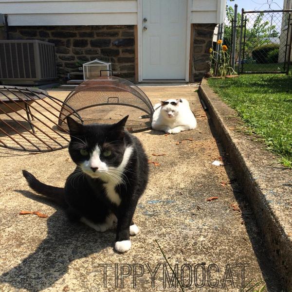 TippyMooCat's tweet photo. Straight up #CHILLIN w/ #TuxieSpaghetti
#tippymoocat sun in my eyes #whitecatproblems  @catsofinstagram #twitterweek http://t.co/PK3X042Rqj