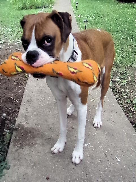 doggiemadness's tweet photo. Ive got a bone 2 pick with you #dogs #dog #boxerdog #doggiemadness @petco http://t.co/utctWHW9MK