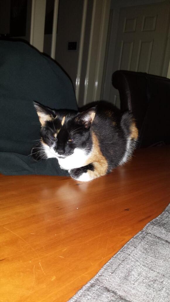 Helma44's tweet image. Lieve Lilly kom naar huis ik mis je zo! Waar is Lilly? Sterrenburg Dordrecht?  please RT
Al 7 weken!