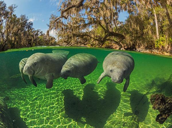 VapeUncle's tweet image. Manatees swim close to the water's surface because they are air-breathing mammals.