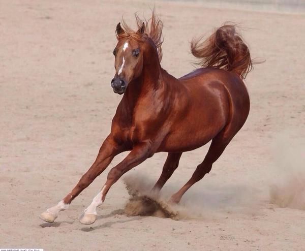 samora_sm's tweet photo. لامن عسفت اعسف من الخيل شقرا
تعجبك وقت الحرب لا صرت خيالولامن عشقت اعشق من الغيد عذرا
منسوبة الجدين والعم والخالـ http://t.co/jKwylDQfaK"