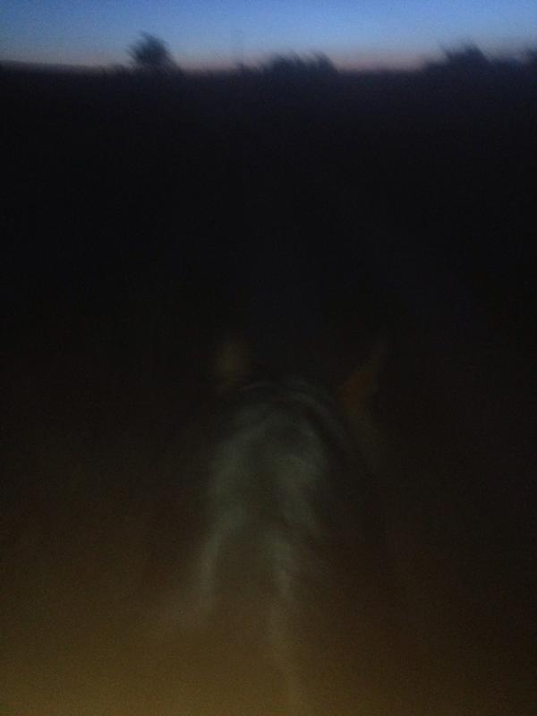 Alejandro_PrezB's tweet photo. Llegar a estas horas con el caballo no esta nada mal... Pura relajación http://t.co/QTbJkKnE8h