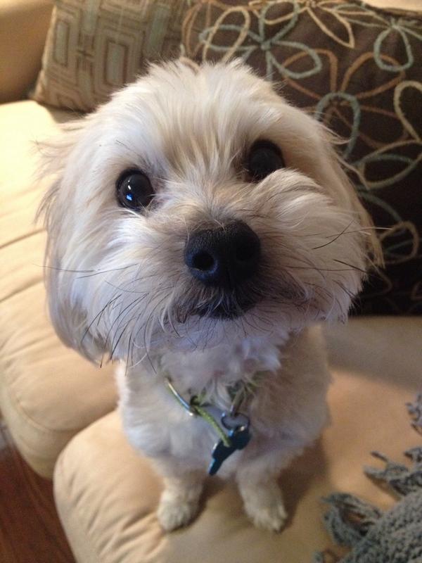 EssenceDesigns_'s tweet image. My little buddy hurt his leg chasing a chipmunk &amp;amp; is still limping days later :( #ownerproblems #worries