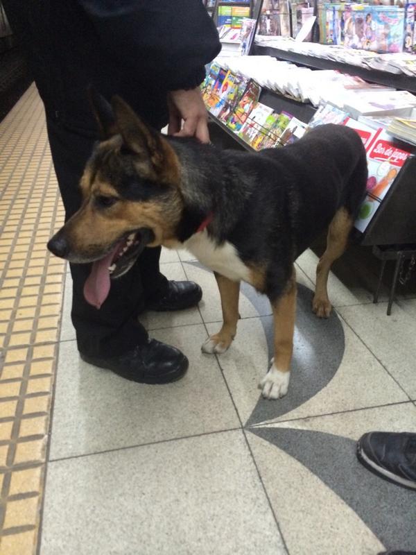 DanuVazquez's tweet photo. URGENTE perro pedido en la estación de Bulnes con collar rojo. Corre desesperado a cada subte q llega @LizSolariOfcl http://t.co/PJsOC3Y4Wx