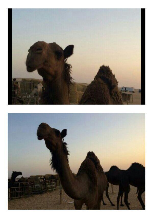 صفرا جذعه للبيع ماسيمه ضروبه افتحو بابها يالربع