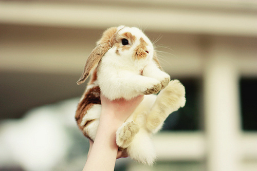 Someday, this whole kingdom will be yours bunny.