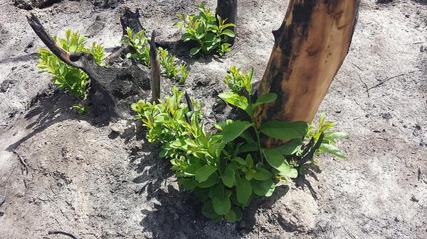 CarltonComplex's tweet image. 3weeks after the #CarltonComplex burned through the Chiliwist area, shrubs have started to regenerate. #wildfire2014