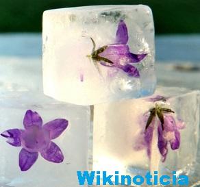 lelandtea's tweet photo. Freeze flowers, herbs, fruit and other edibles in ice cubes to garnish glasses of iced tea. http://t.co/RRsswBxj5f