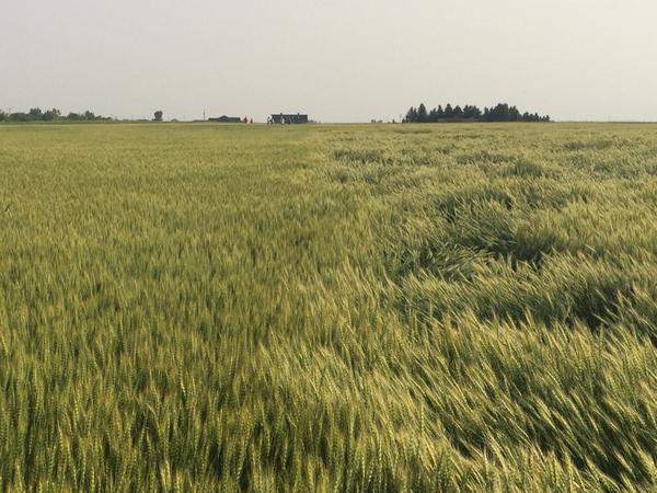 PremiumAg's tweet photo. Great #FarmR&amp;D @Stampseeds Dual app #pgr left #manipulator #engageagro plus #ethrel vs ethrel alone right #westCDNag http://t.co/ojwfRiVAD3