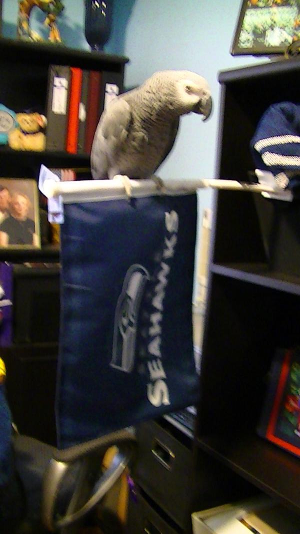 GoHawksFeathers's tweet image. Ready for the game...Napoleon flew to the @Seahawks flag...
Sorry about pic quality...
#GoHawks #Seahawks