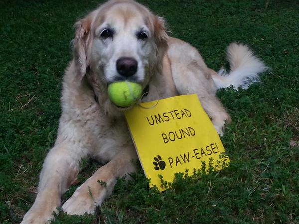 Dreaming of a Golden stay <a href="/The_Umstead/">The Umstead Hotel and Spa</a> of R &amp; R "relaxing &amp; retrieving" &amp;  exploring DogWoods! #BeggingforUmstead