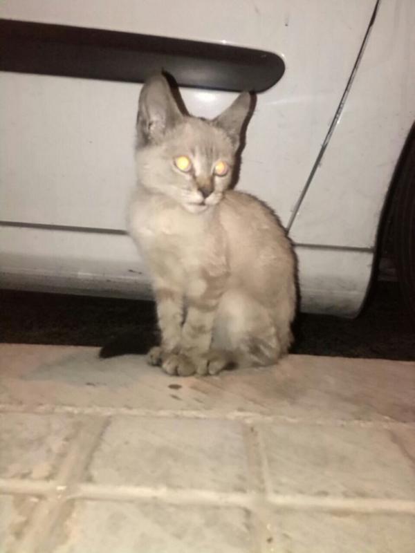 sheili1994's tweet photo. Ver este gatito en la calle y no parar de pensar en él... Pobresito😔 http://t.co/rNNWMNNHuD