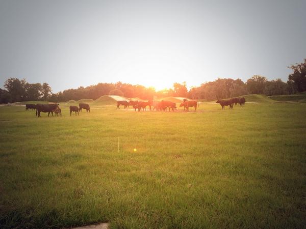 APRIL_117's tweet photo. Loving the farm life feel out here at Eagles Nest! ☺️😍 @ericg864 they are keeping the track in shape hahahha http://t.co/JWYXL43CKT