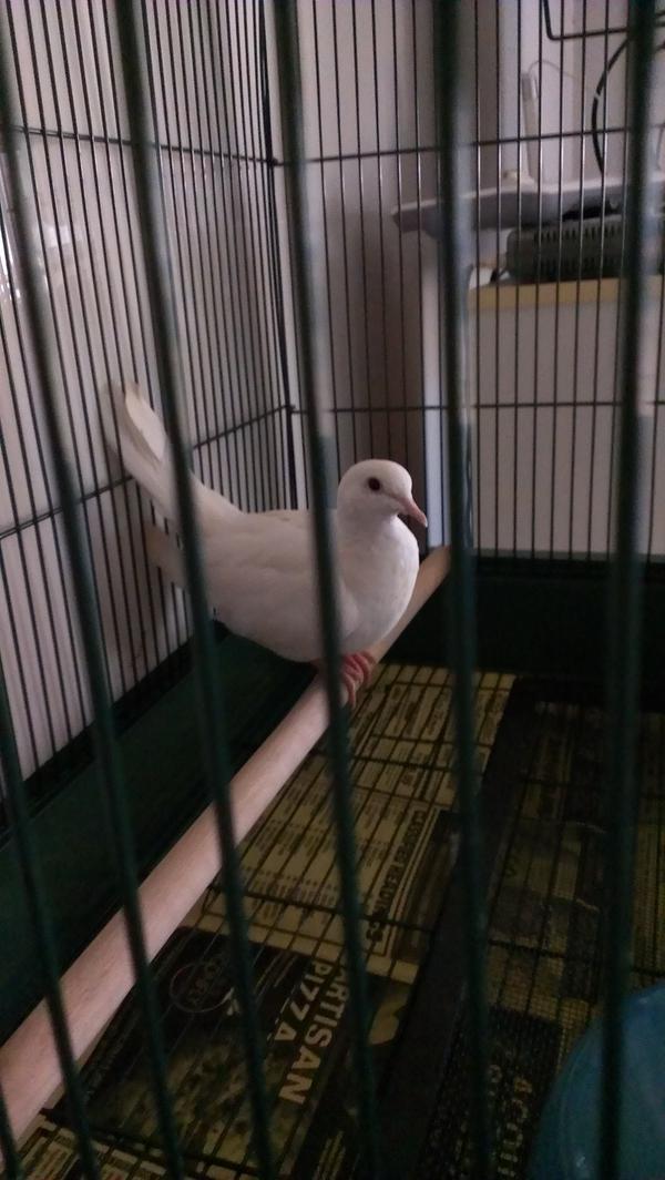 bichpineapple's tweet image. @ActualNotepad i have bird too