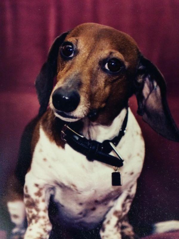 steeletalk's tweet image. CTV makeup artist dog went missing after the Pride Beach &amp;amp; Thurlow, his name is Russell,has a tat http://t.co/T8PgHzhbSJ” Please retweet!