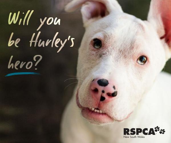 You wouldn't believe the life that #deaf #dog Hurley has had. Watch how far he has come: rspcansw.org/hurleyshero