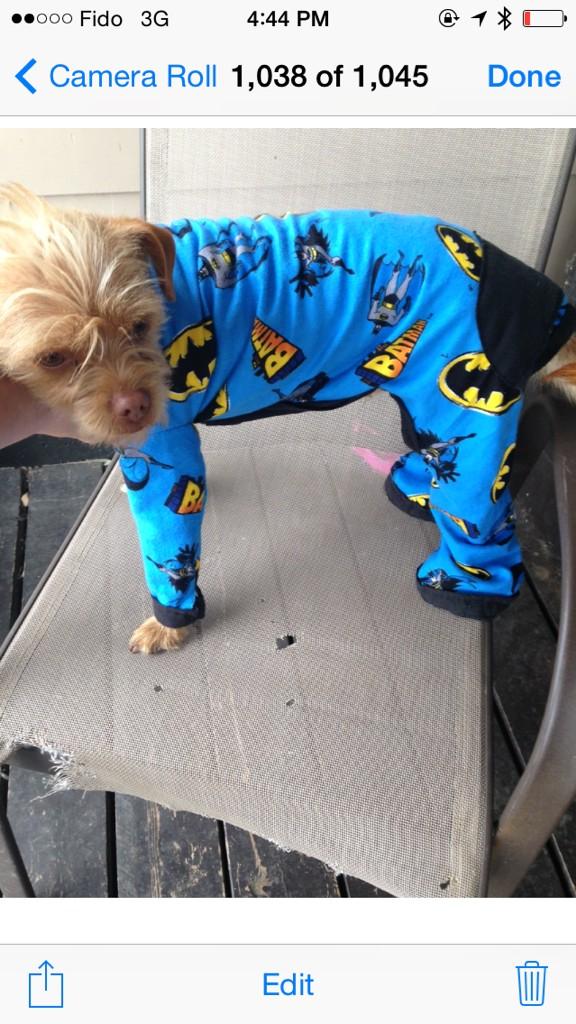 The ladies at pawsh paws are working on some fabulous new products for ALL sizes and breeds! #dogs #airdrie #Alberta