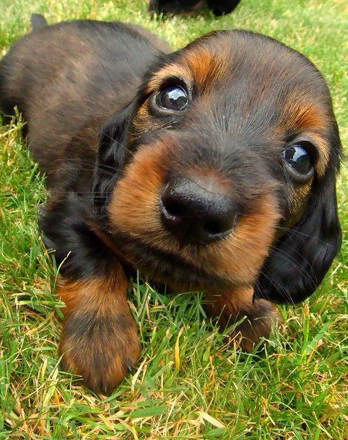 DogsHD's tweet photo. look at this little guy! http://t.co/174BD8HoqY