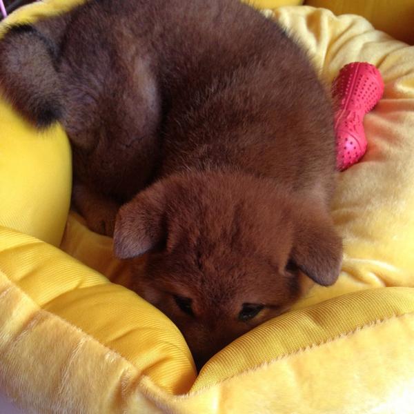 Hazel_Baines's tweet photo. じーーーーっ… https://t.co/WYC7LAm4r7