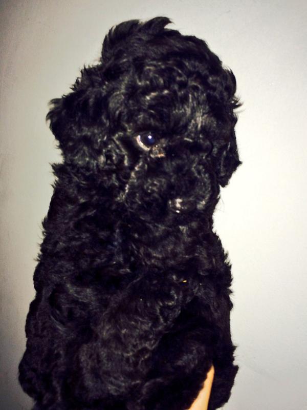 DemundoDog tweet picture
