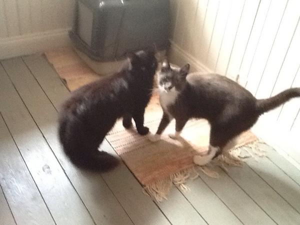 MollyBrandt's tweet photo. Saknar er grabbar! http://t.co/z2yonhizon