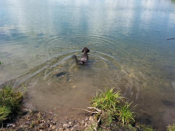 KCTheDiggyDog's tweet photo. Mommy and Daddy took me #swimming it was #fun http://t.co/AvBpEstLTF #petadoption #book #children #adoption http://t.co/kTF2fXtfTD