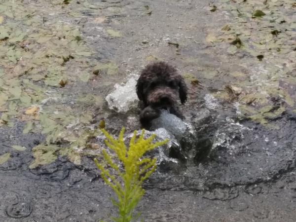 KCTheDiggyDog's tweet photo. Mommy and Daddy took me #swimming it was #fun http://t.co/AvBpEstLTF #petadoption #book #children #adoption http://t.co/kTF2fXtfTD