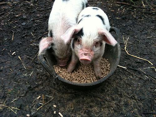 HatfieldTown's tweet photo. Come and meet Pig the... you guessed it, pig and all his friends in White Lion Square today from 12! #LoveHatfield http://t.co/NHt2ORq92L