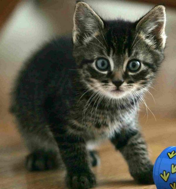 le_Parisien's tweet photo. #MIAOU Amoureux des chats, venez célébrer avec nous la JOURNEE INTERNATIONALE DES CHATS: http://t.co/wxFFJkG1GD http://t.co/t5wSf7yeIY
