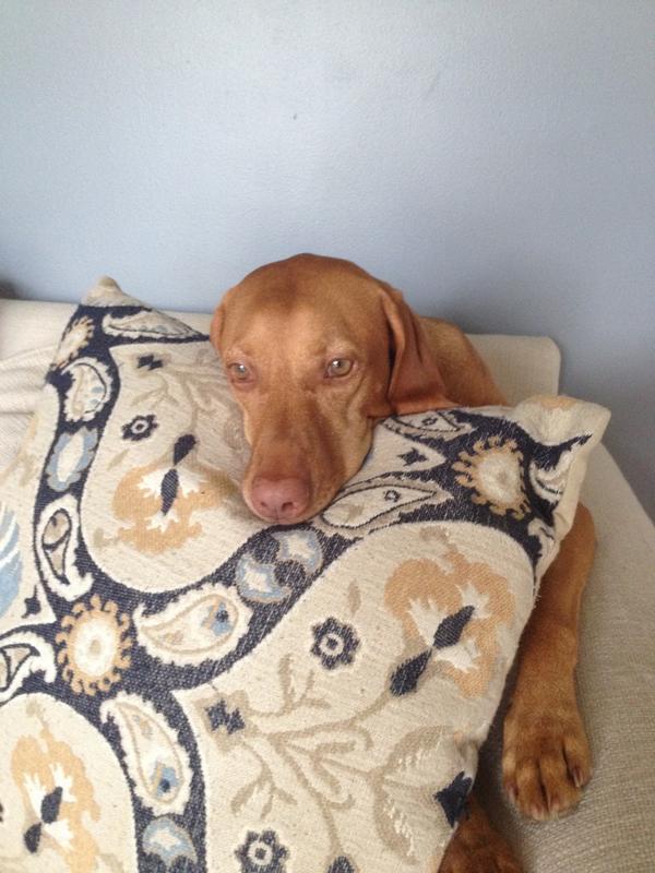 PiperBeast's tweet photo. It's a hard pup life! http://t.co/IZf4fP4cBI