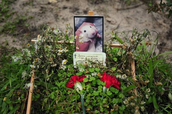 Как похоронить крысу зимой. Гробик для грызунов. Мышь в снегу. Как похоронить крысу зимой. Могилка хомяка.