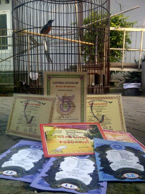 _KicauMania's tweet photo. Prestasi yang udah di dapet sama si #Lucky #MuraiBatu #KicauMania http://t.co/iGs2WAGGgx