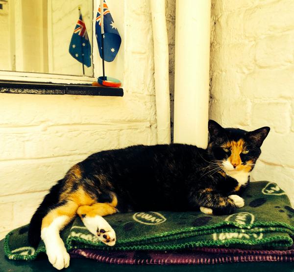 HelpMeFindMax's tweet image. On World Cat Day, sister Mia is at home in #Pimlico thinking of me (lost for more than 3 mths &amp;amp; desperate to be home)