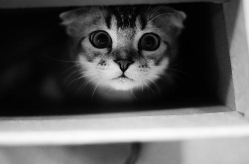 NotBloomOrlando's tweet photo. Today is #WorldCatDay. How about #catapocalypse, brolandos?!! #gishwhes2014 #brolandosunite http://t.co/li2mci5msA