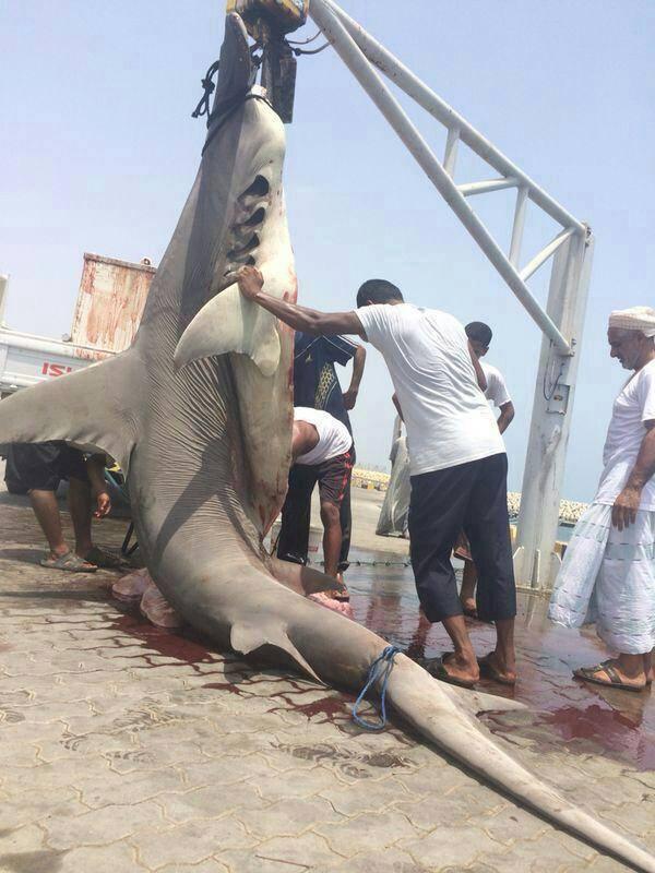 Has Anyone Been Killed By A Hammerhead Shark? Mastery Wiki