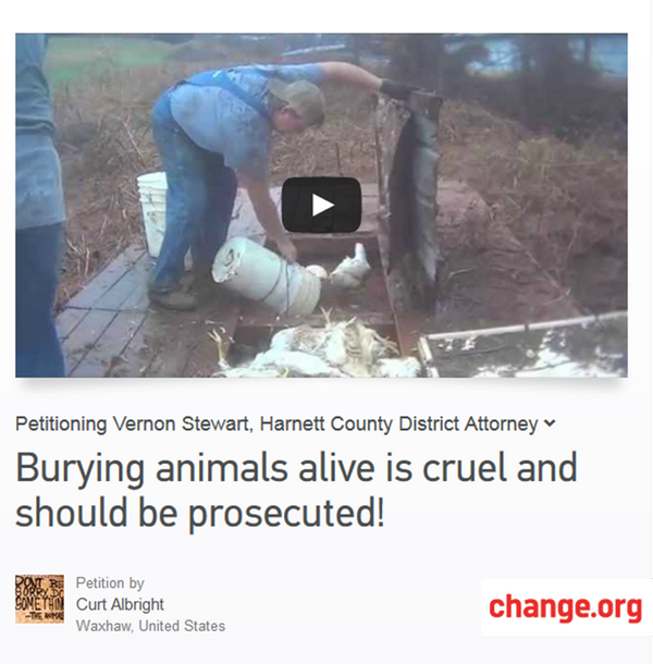 animaloutlook's tweet photo. This just passed 5K signatures! Will u sign &amp; RT to get to10K? http://t.co/Gut99PFDod - Chickens need your voice: http://t.co/EwVOKgWjB0