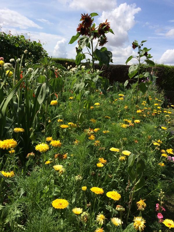 Kitchen gardening #cutflowers #hardyannuals #latesummercolour