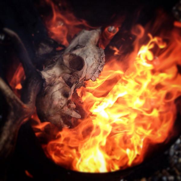 skullcollecting's tweet photo. My mum set a dear skull on fire. 😩😩 http://t.co/GRAvlqf9t6