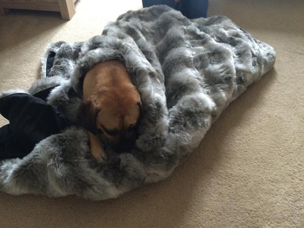 puggleruby's tweet photo. Loving my new throw! http://t.co/LnaUnmA0Tq