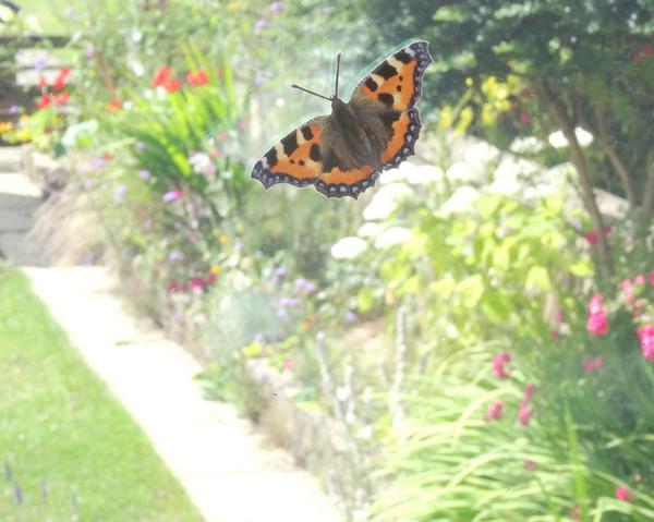 JuneFoxStudio's tweet image. Butterflies are in full flutter atm. Enjoy them all year round with June Fox wall decals! #butterflies #summer