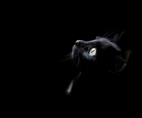 culturainquieta's tweet photo. Hoy se celebra el Día Internacional del Gato, nuestros ágiles, enigmáticos y elegantes amigos: http://t.co/uryvgWVztE http://t.co/lNWw5fkFds